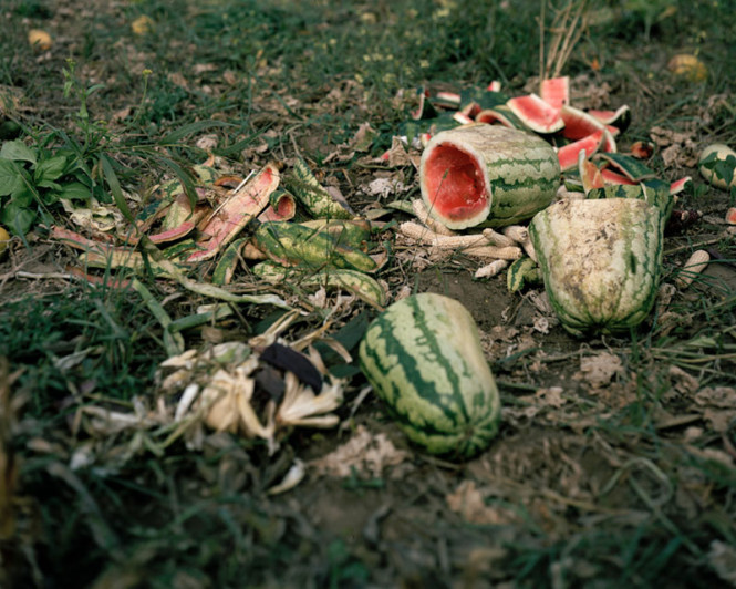 Photo: Melon Rinds